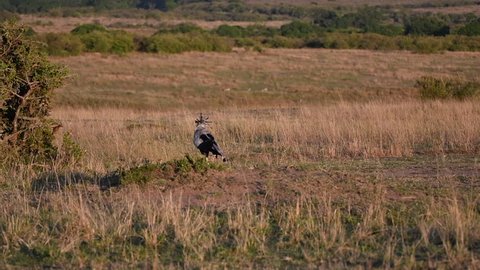 An adult secretary bird hunting for insects, rodents and snakes in the grasslands of masai mara during a wildlife reserve
