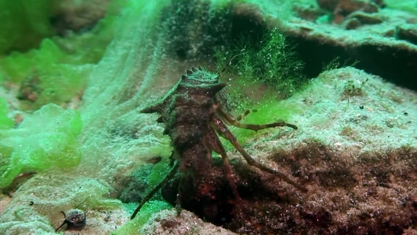 Crayfish Acanthogammarus in green sea goo slime Spirogyra and Stigeoclonium underwater in animal world of peculiar wild nature of Lake Baikal in Siberia Russia.