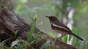 Closeup of oriental magpie robin bird perching on log and flying out in natural sunlight.
Song bird in black and white plumage,4K video.
