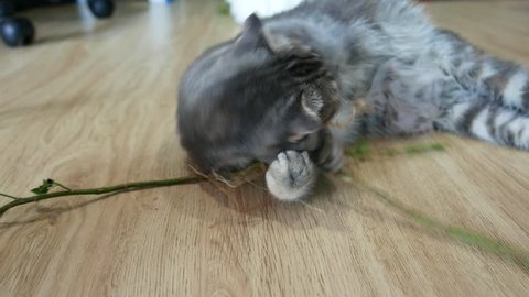 Grey Animal Chinchilla Eating A Video De Stock 100 Libre De Droit Shutterstock