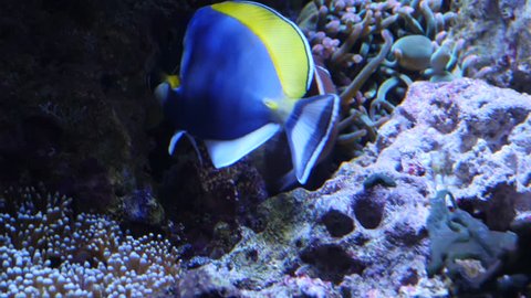 A blue tang surgeon fish is facing left, turns toward the right. Other small fish and rocks are in the background.
