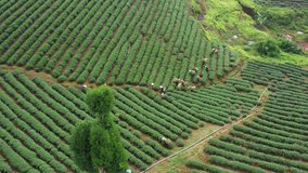BAO LOC, LAM DONG, VIETNAM - NOVEMBER 2018:Crowd of tea farmer picking tea leaf on plantation, Vietnamese farmer working on sunny day, green scene of farm, row of tree, top view with tea hills.