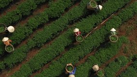 BAO LOC, LAM DONG, VIETNAM - NOVEMBER 2018: Crowd of tea farmer picking tea leaf on plantation, Vietnamese farmer working on sunny day, green scene of farm, row of tree, top view with tea hills.