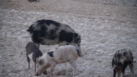 feral hogs in Texas