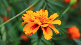 Video of Tagetes