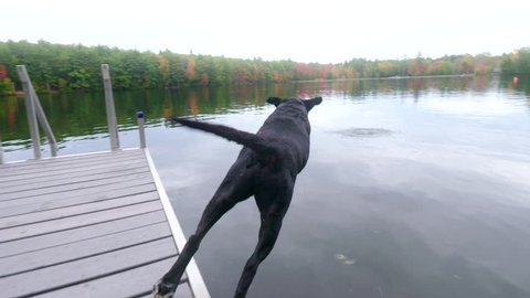 Big black dog runs down a wooden dock and jumps into the water in slow motion with a big splash.