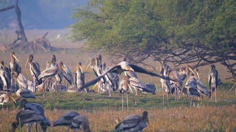 Young painted stork learning to fly at Keoladeo National Park also known as Bharatpur bird sanctuary in Rajasthan state of India