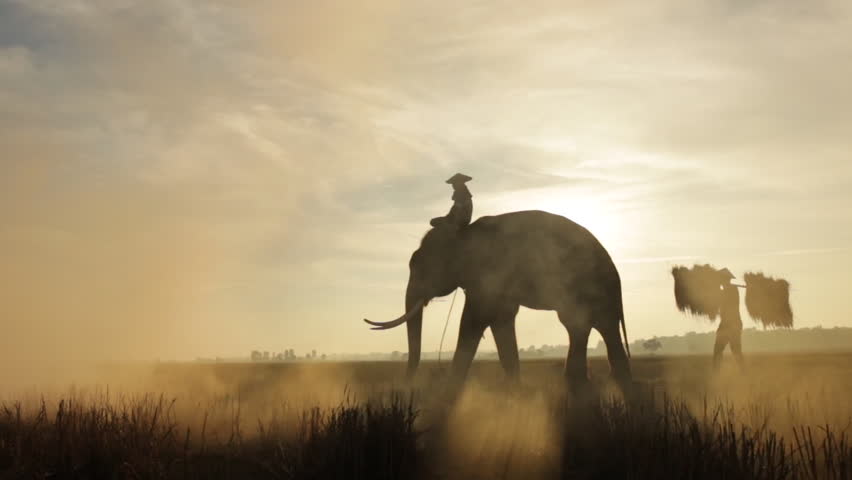 The farmer walking in rice field and elephants at during sunrise at Surin province Thailand. This is culture of people in countryside Thailand. | Shutterstock HD Video #1021220923
