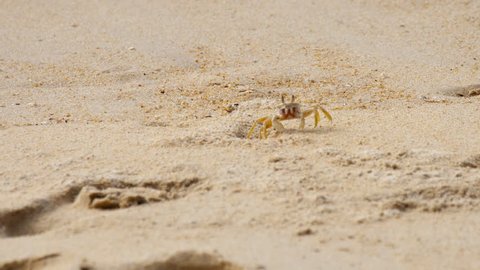 Ghost crab's, Horned Ghost Crab or Horn-eyed Ghost Crab (Ocypode ceratophthalmus) at sand on the beach