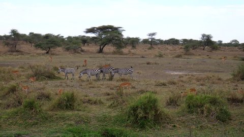 Zebra and Antilope together, Landscape, Serengeti, Tanzania, Africa. 4 K, 59,94 fps