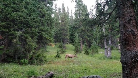 Deer walking by in forest in Colorado