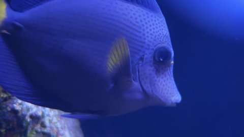Close up beautiful fish in the aquarium on decoration of aquatic plants background.
