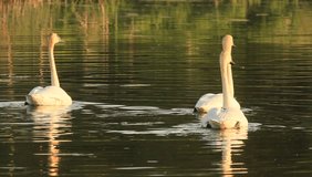 This video is of pretty Trumpeter swans in Nin Pipes reservoir. 