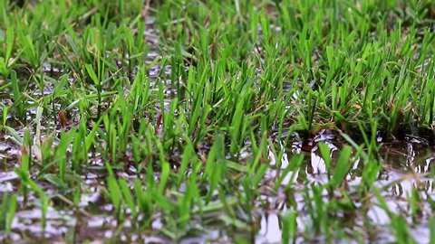 young sprouts in the water in the rice field