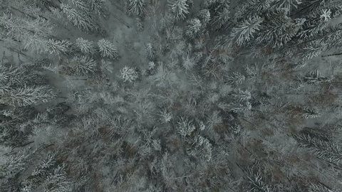 Aerial Drone View Forest Idyllic Winter Landscape