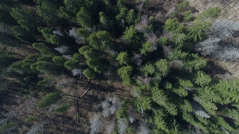 Aerial Top View Spring Green Trees Forest