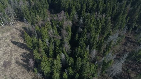 Aerial Top View Spring Green Trees Forest
