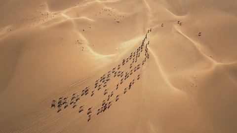 Aerial shot of a camel big heard crossing the desert