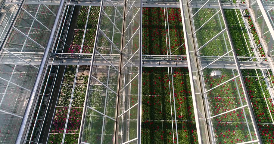 Flying over a large greenhouse with flowers, a greenhouse with a retractable roof, a greenhouse view from above, growing flowers. Large industrial greenhouses Royalty-Free Stock Footage #1021243873