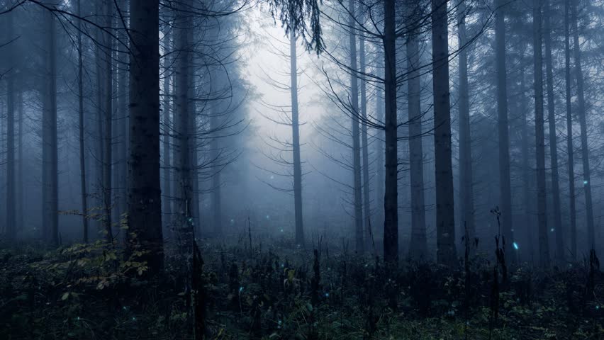 Dark Foggy Forest Trees With Stock Footage Video 100 Royalty Free Shutterstock