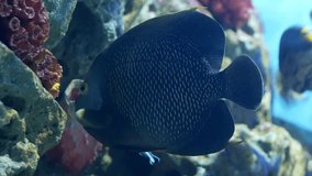Close up beautiful fish (French Angelfish) in the aquarium on decoration of aquatic plants background.