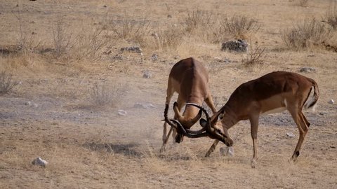 Impalas fighting for dominance in Etosha Park, Namibia 