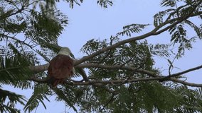 Brahminy kite mature bird perching on branch of tamarind tree preening plumage ,4K video.
Bird of prey resting on tree,low angle view.