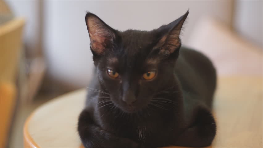 Blur Thai Black cat on the table in cafe