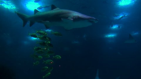 Aquarium tank with colorful bright yellow golden jack fish swimming underneath a sand tiger shark, sandbar shark and a blacktip reef shark with a variety of rays underwater photography in the ocean