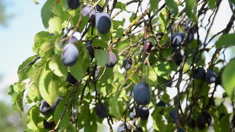 Plums growing on a tree in orchard. Producing fresh and organic fruits. Ripe violet plums on a branch. Growing fresh blue plums. Purple plum on a beautiful summer day. Planting and harvesting plums