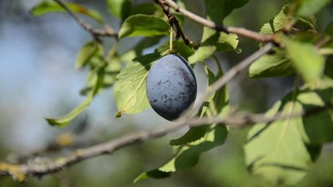 Plums growing on a tree in orchard. Producing fresh and organic fruits. Ripe violet plums on a branch. Growing fresh blue plums. Purple plum on a beautiful summer day. Planting and harvesting plums