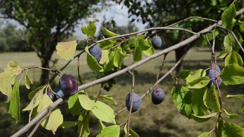 Ripe violet plums on a branch. Plums growing on a tree in orchard. Producing fresh and organic fruits.  Growing fresh blue plums. Purple plum on a beautiful summer day. Planting and harvesting plums