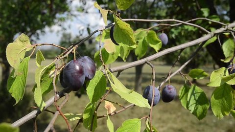 Farmer's hand picking plum. Plum picking season. Plums growing on a tree in orchard. Producing fresh and organic fruits. Ripe violet plums on a branch. Growing fresh blue plums.Planting and harvesting