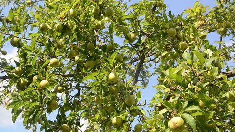 Apples growing on a tree in orchard. Ripe natural apples on a branch. Green apples on a branch on a beautiful summer day. Producing fresh and organic fruits. Growing fresh and delicious wild apple
