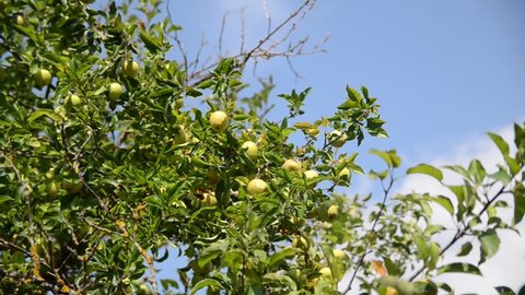 Ripe natural apples on a branch. Green apples on a branch on a beautiful summer day. Apples growing on a tree in orchard. Producing fresh and organic fruits. Growing fresh and delicious wild apple
