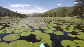 This video is of lily pads in a lake in Montana.