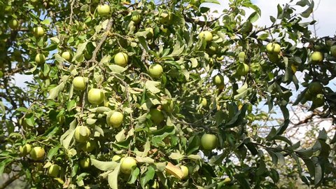 Apples growing on a tree in orchard. Ripe natural apples on a branch. Green apples on a branch on a beautiful summer day. Producing fresh and organic fruits. Growing fresh and delicious wild apple