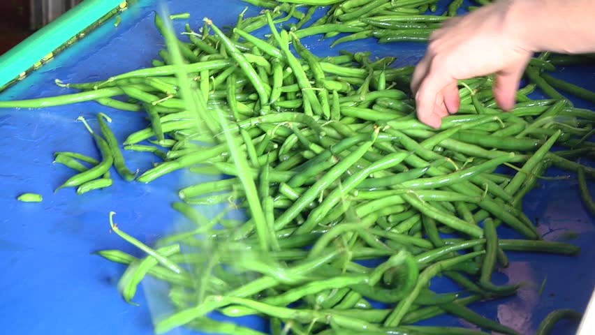 The Green Beans Processing And Stock Footage Video (100% Royalty-free ...