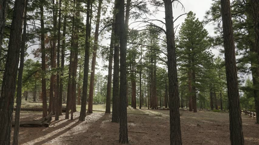 Camera moving through some Ponderosa Pines at Bryce Canyon National Park.