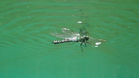 Underwater shot of fallen hawker dragonfly flapping wings on water surface in slow motion.