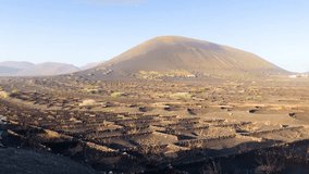 La Geria the Famous Vulcanic Vineyard on Lanzarote, Canary Islands, Spain, 4k footage video.