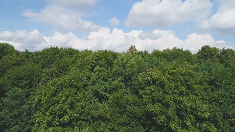 Summer Green Trees Pine Forest Moscow Region