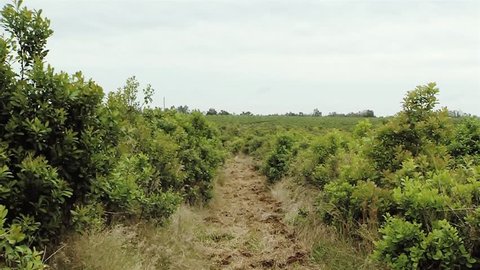 Plantation Field of Yerba Mate, in Misiones (Argentina).