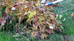 autumn pruning of dry plants with special garden pruners