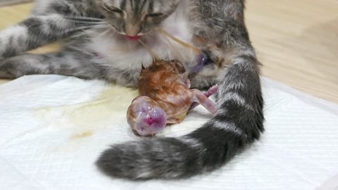 Mother cat pregnant give birth and new born baby kittens full-time 