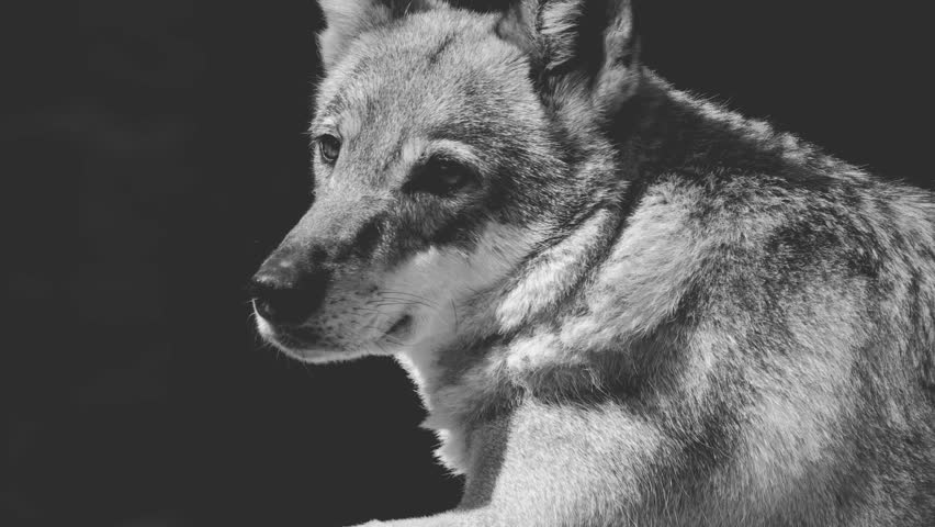 black and white portrait of a wolf