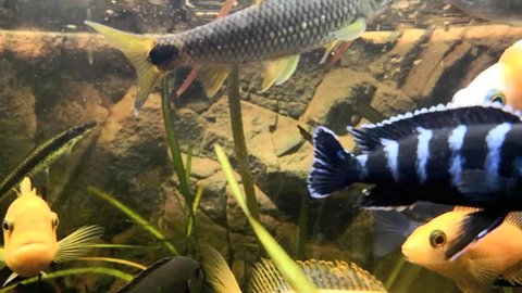 Malawi Cichlid tropical fish swimming in aquarium, full HD 1080p time lapse video footage 30 fps