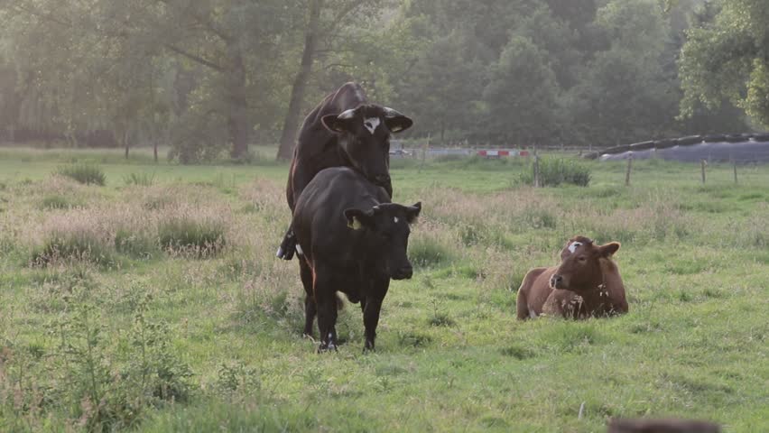 Vache Et Taureau Accouplés Vidéo De Stock 100 Libre De Droit 1021307446 Shutterstock 2780