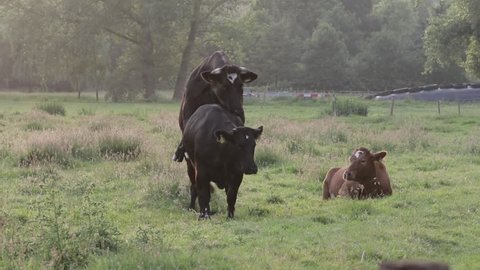 mating cow and bull
