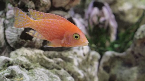 African cichlid aquarium fish 